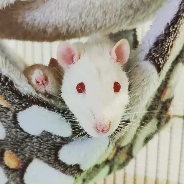 Unique Female Rat Names