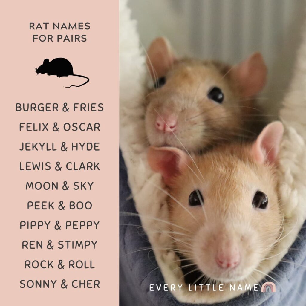 The Importance of Pair Names for Rats