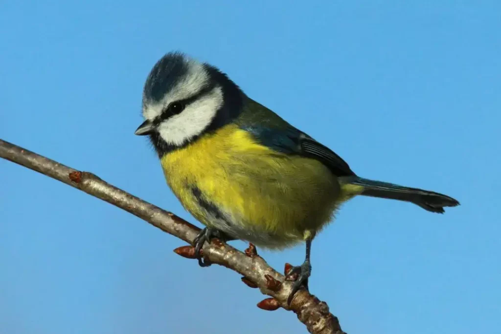 blue tit bird Characteristics