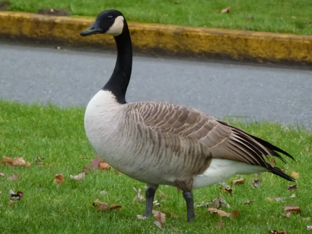 canada goose bird Characteristics