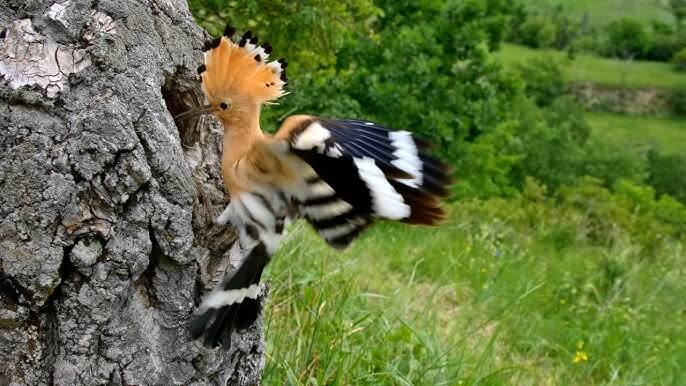 eurasian hoopoe Characteristics