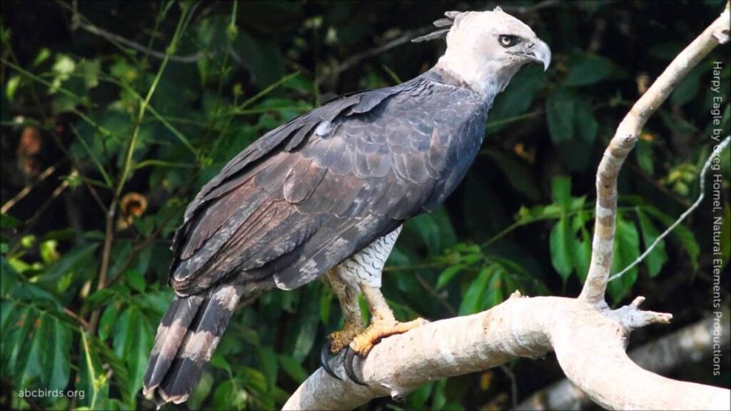 harpy eagle Characteristics