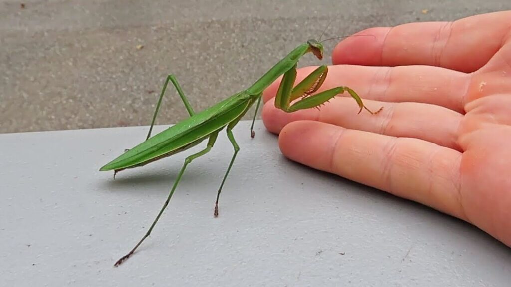 how to take care of a praying mantis