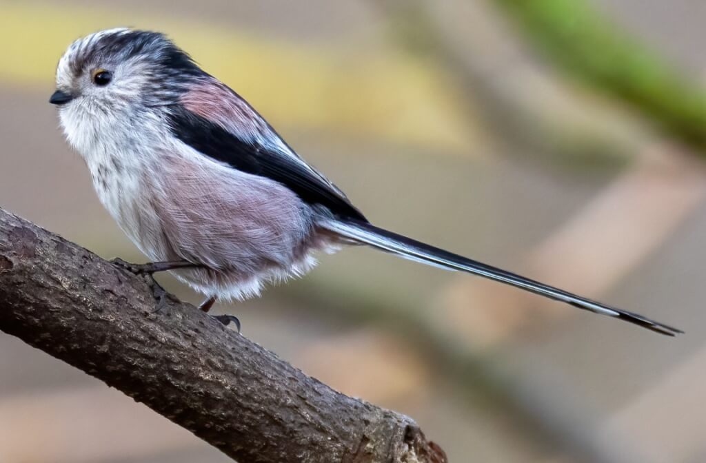 long tailed tit Characteristics