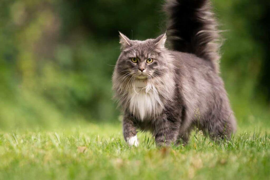 Maine Coon Cat