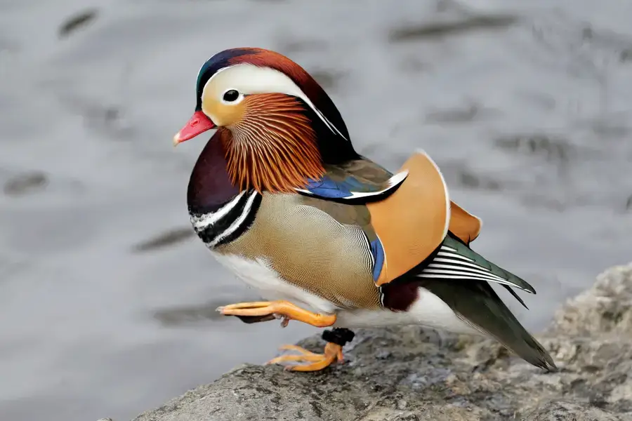 mandarin duck Characteristics