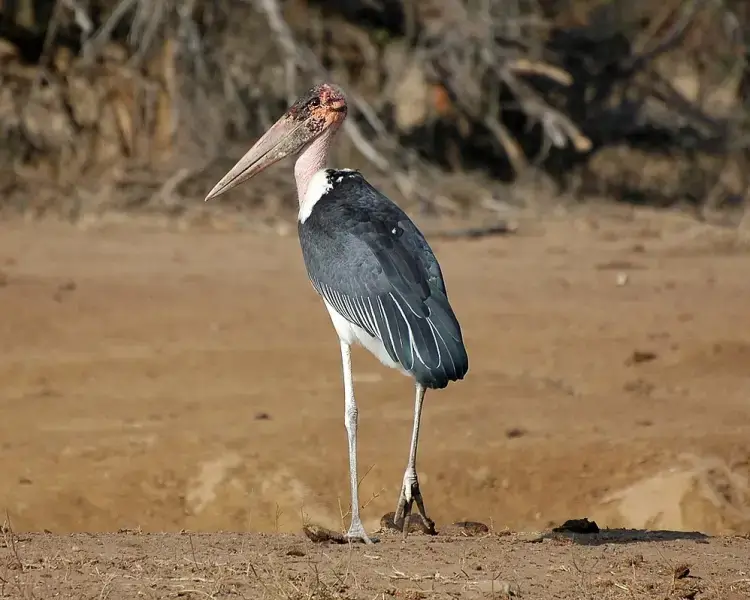 marabou stork Characteristics