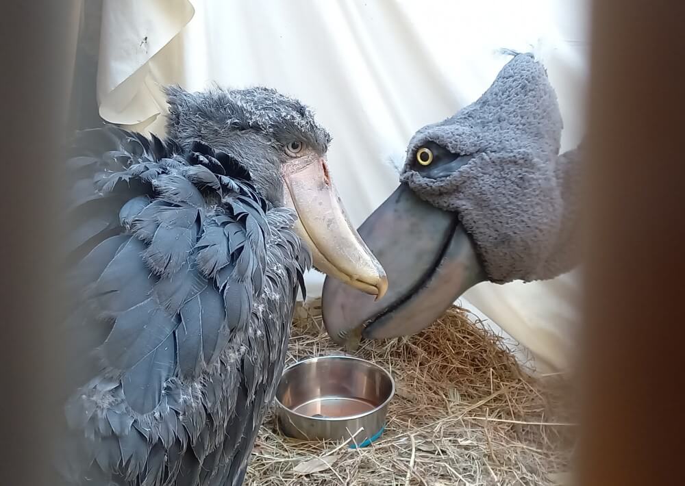 shoebill bird Characteristics