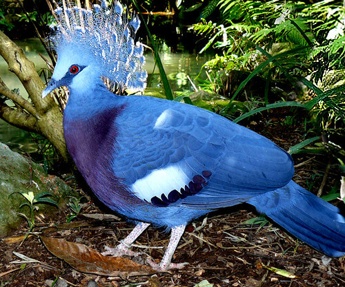 victoria crowned pigeon Characteristics