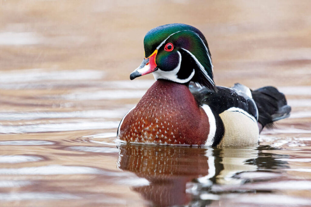 wood duck Characteristics