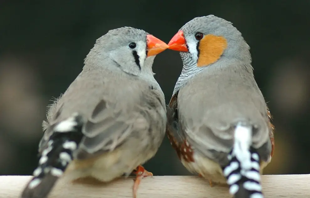 zebra finch Characteristics