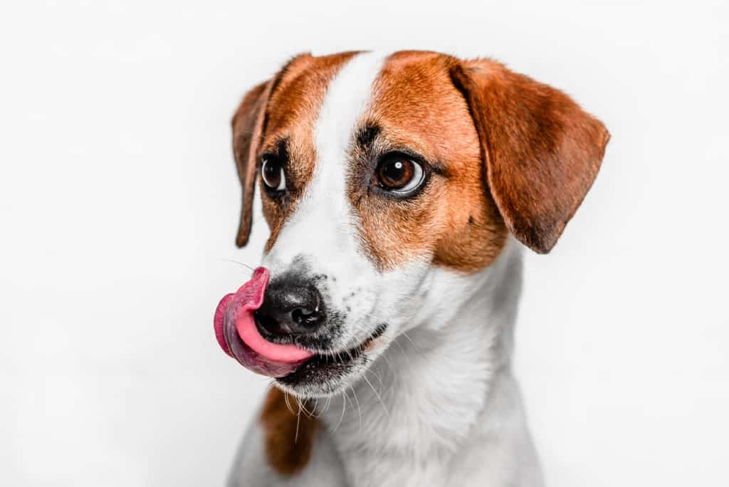 Behavioral Causes of Excessive Licking