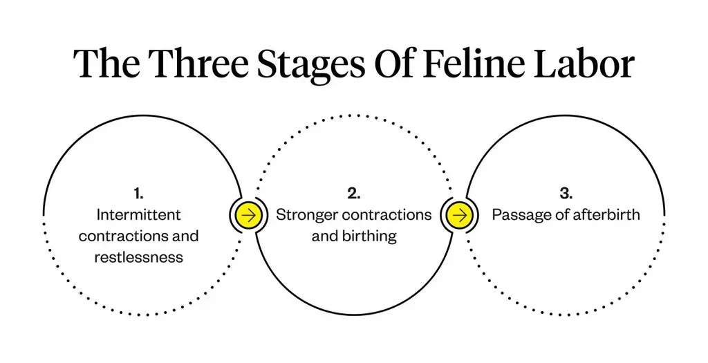 Cat Pregnancy Timeline