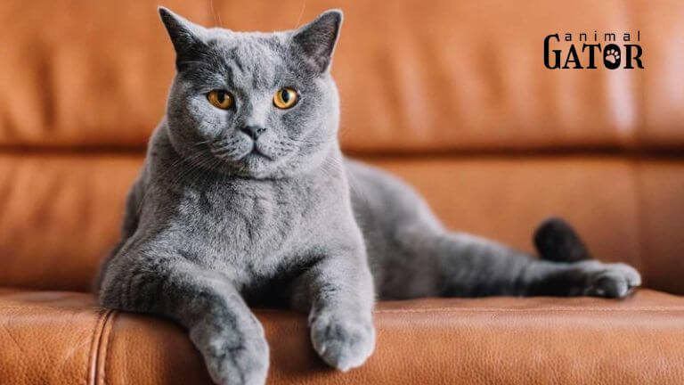 Most Popular Grey Cat Names