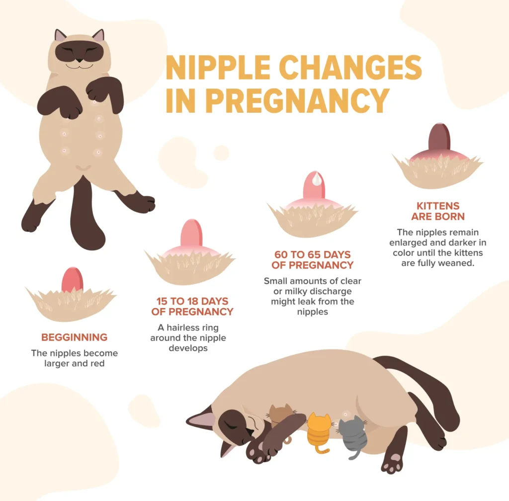 Pregnant Cat Nipples Vs Normal Cat Nipples