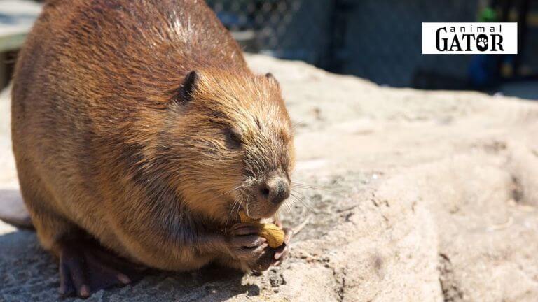 Best Beaver Names