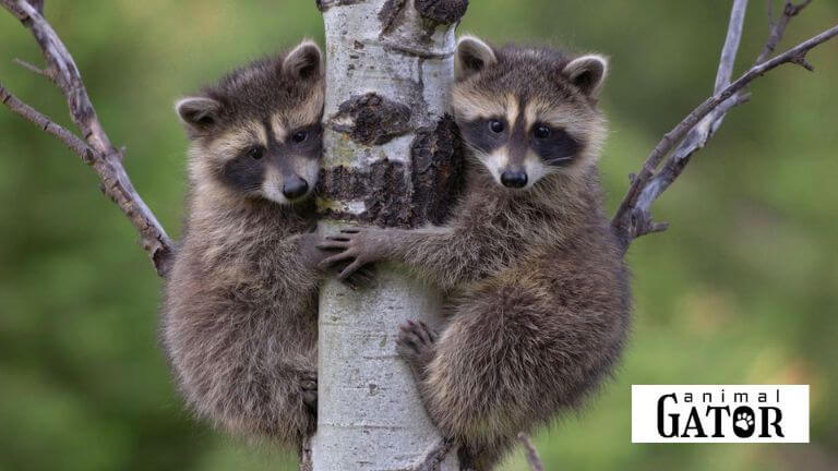 Most Popular Raccoon Names