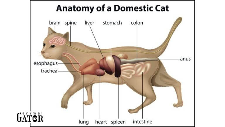 Overview of the Feline Digestive System