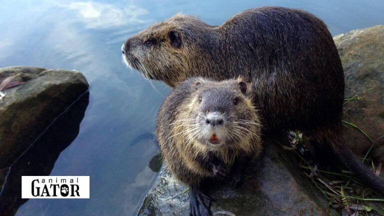 Top Beaver Names