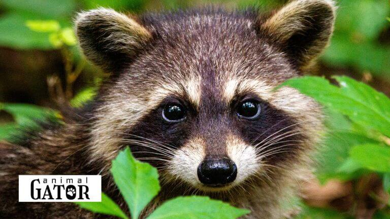 Top Raccoon Names