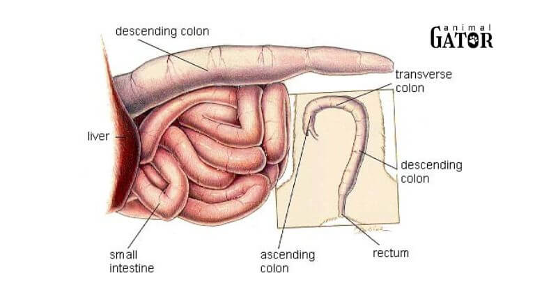 Unique Features of a Cat's Digestion