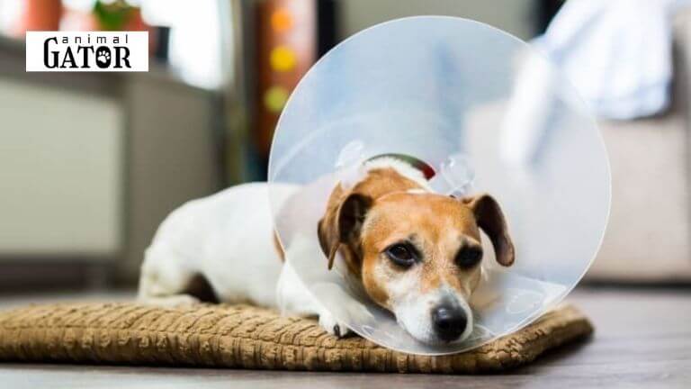 Benefits of Spaying and Neutering