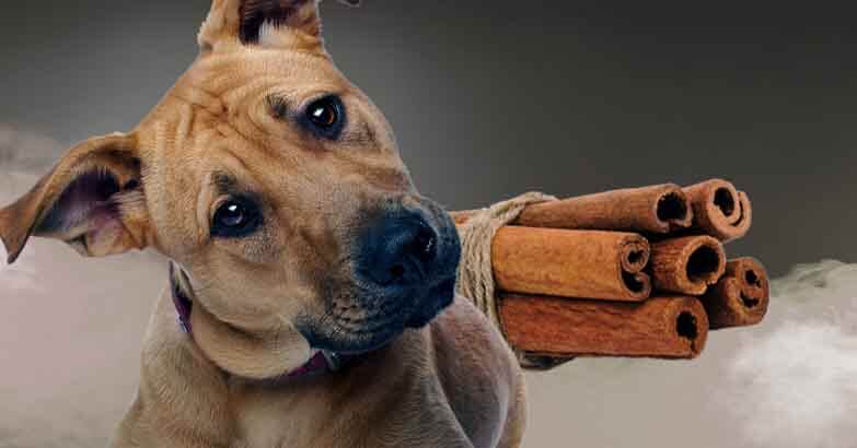 Is Cinnamon Bad for Dogs