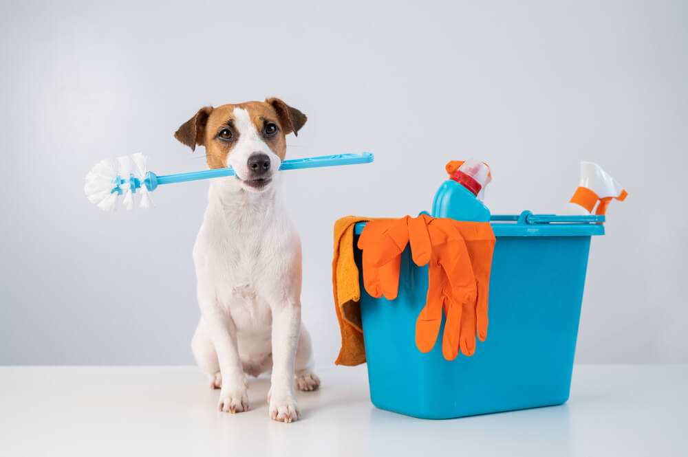 Keep a House Clean with Pets Around