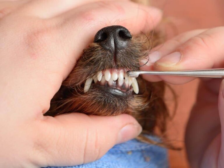 How to Keep Your Dogs Teeth Healthy