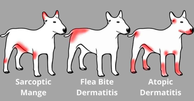 Stop An Itchy Dog From Constant Scratching