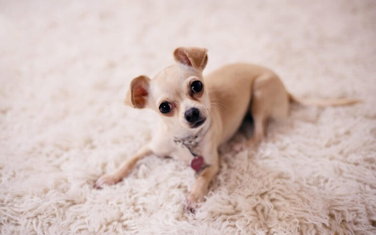 5 Tips for Ensuring the Health of Your Chihuahua Puppy