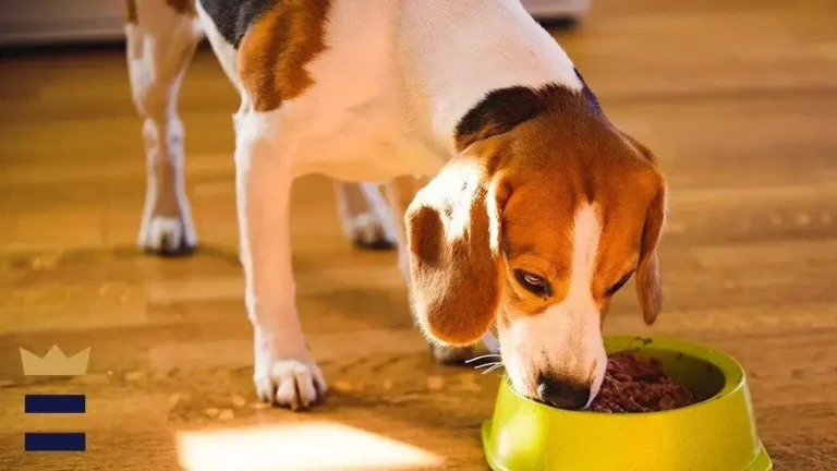 What’s Kind Of High-Calorie Dog Foods?