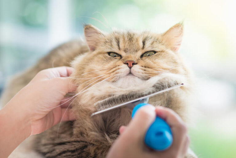 Grooming Tools for Long-Haired Cats