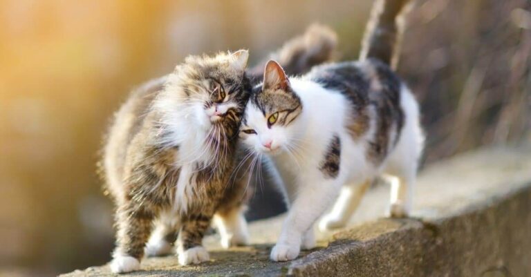 Top 10 Friendly Cat Breeds That Don’t Shed