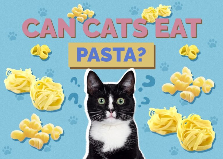 Can Cats Eat Alfredo Pasta? A Comprehensive Guide to Feline-Friendly Dining
