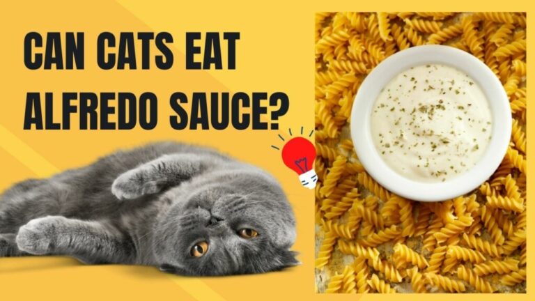 Can Cats Eat Alfredo Sauce? A Comprehensive Guide to Feline-Friendly Alfredo Treats