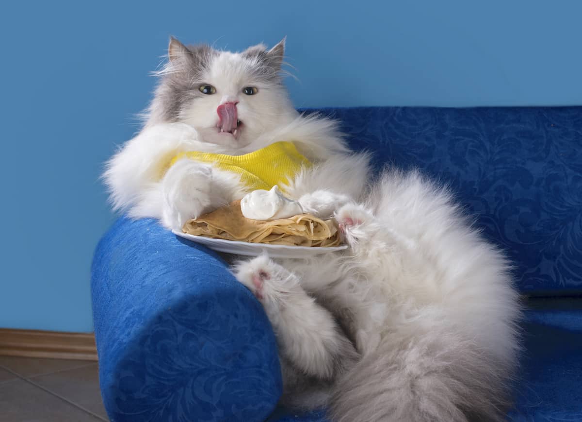 Can Cats Eat Banana Pudding?