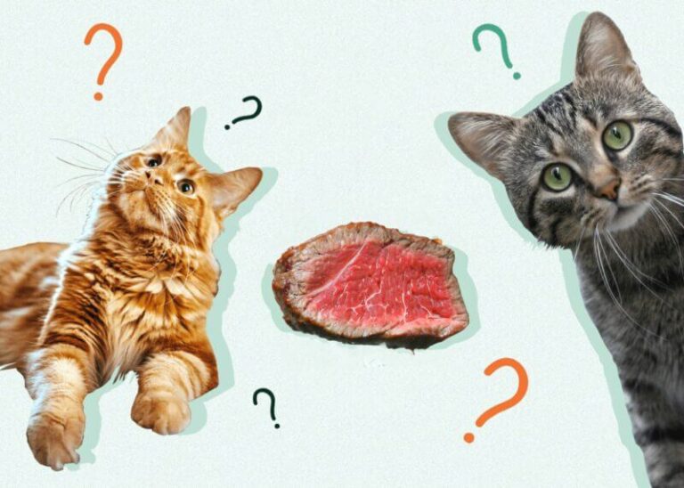 Can Cats Eat Beef Stew? A Comprehensive Guide to Feline-Friendly Dining