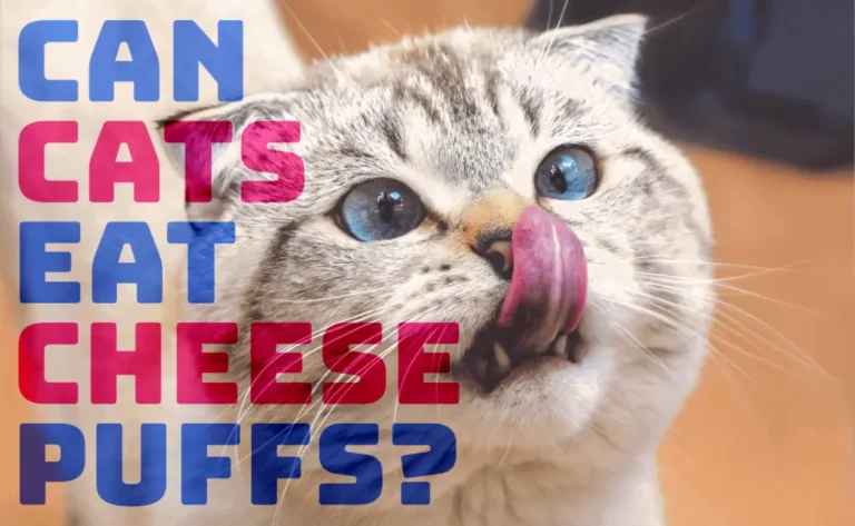 Can Cats Eat Cheese Balls? A Comprehensive Guide to Feline Snacking