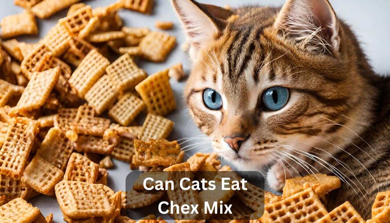 Can Cats Eat Canned Tuna Safe Tips Guidelines For Cats