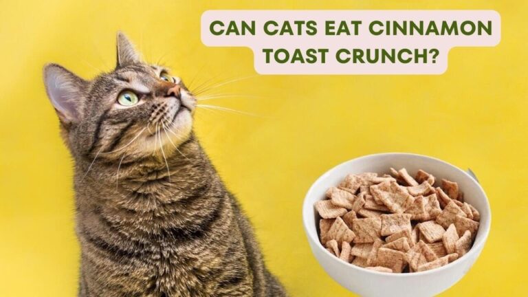 Can Cats Eat Cinnamon Toast Crunch? A Comprehensive Guide