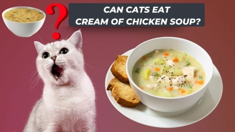Can Cats Eat Cream of Chicken Soup? A Guide to Feline-Friendly Feeding