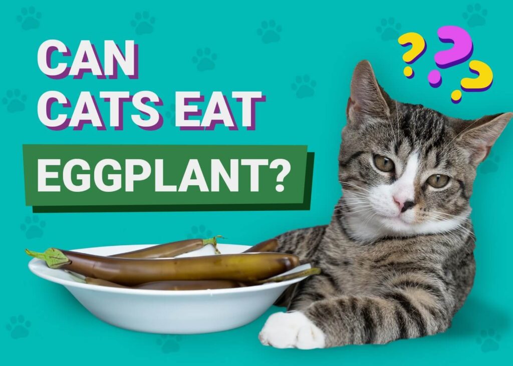 Can Cats Eat Eggplant? Safe Feeding Tips & Health Considerations