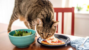 Can Cats Eat Falafel?