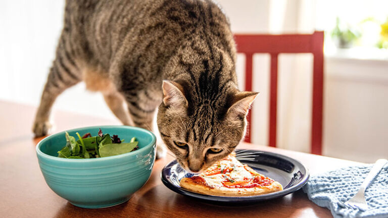 Can Cats Eat Falafel? A Comprehensive Guide to Feline Nutrition