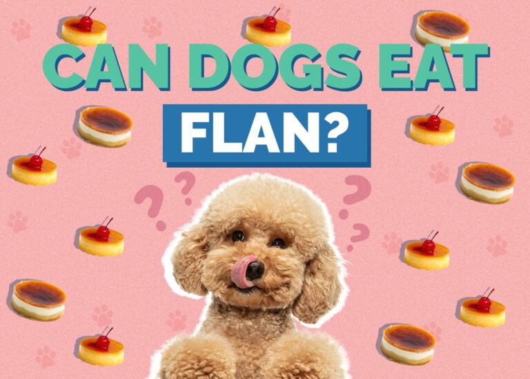 Can Cats Eat Flan? A Comprehensive Guide to Feline Nutrition and Treats