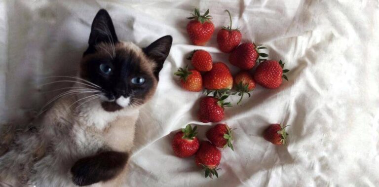 The Cat’s Guide to Freeze-Dried Strawberries: Nutritional Benefits, Risks, and Tasty Treats