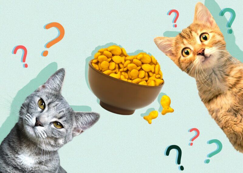 Can Cats Eat Goldfish?
