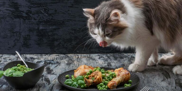 Can Cats Eat Ground Turkey? A Comprehensive Guide to Feline Compatibility