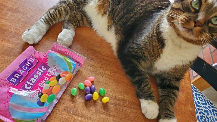 Can Cats Eat Jelly Beans? A Comprehensive Guide to Feline Compatibility with Jelly Beans